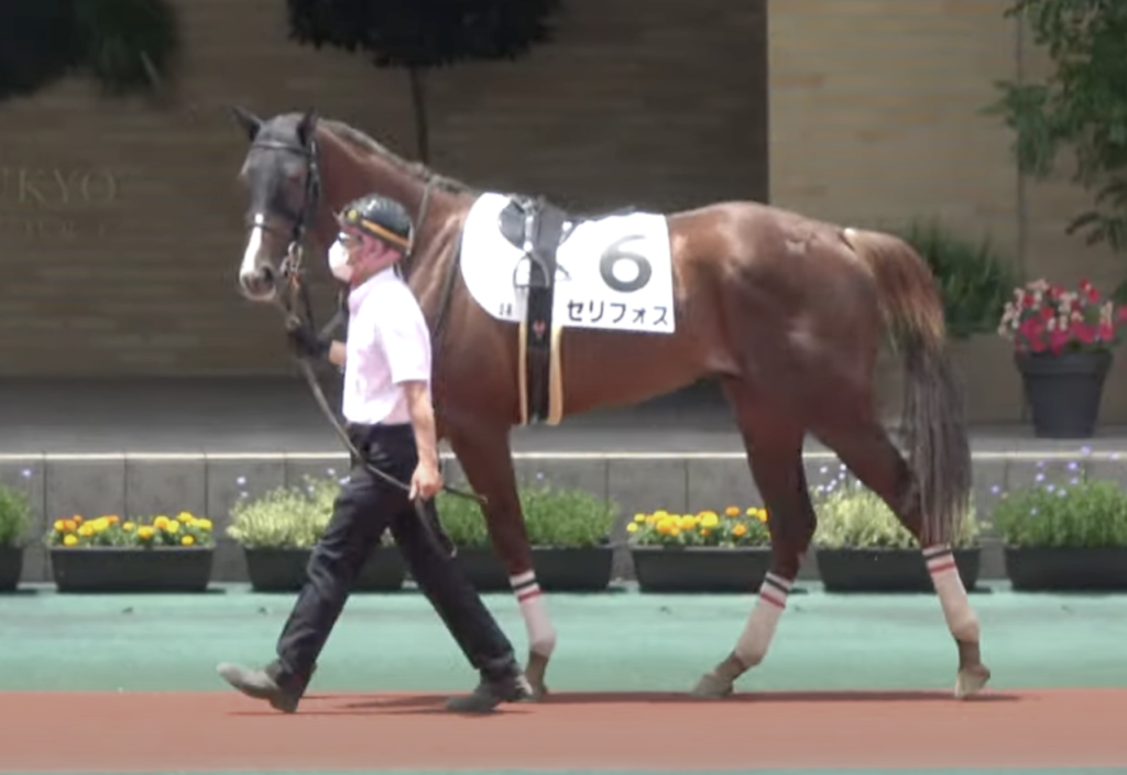 【GⅠ NHKマイルカップ】2022年 出走予定馬 セリフォス 軸馬予想となるのは中距離馬か！？